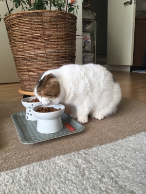 港南  ハチワレのチャック君  お世話の様子PART2