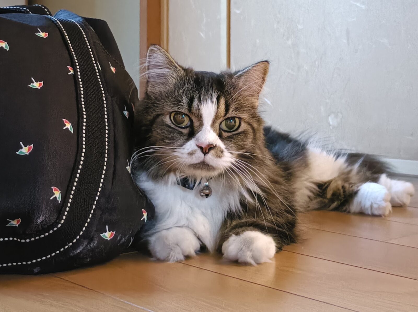 金沢区ミヌエットの男の子🩵