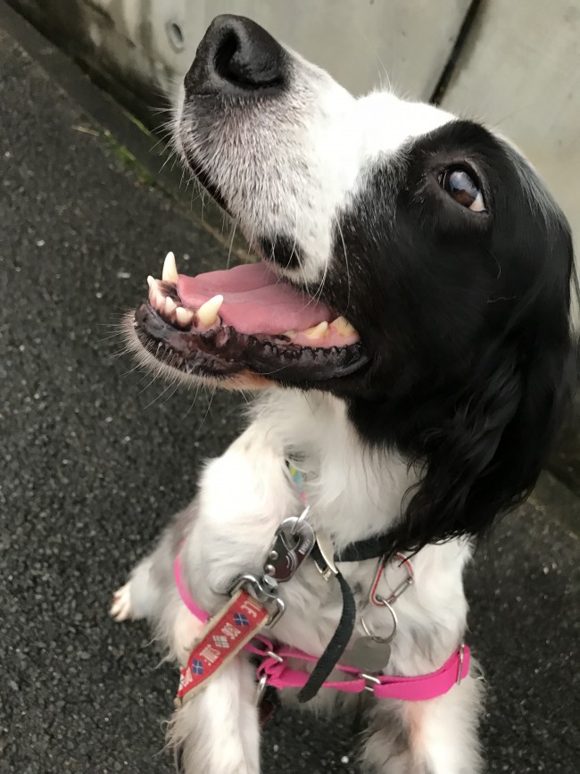 ペットシッター　箕面　散歩代行　イングリッシュセッター