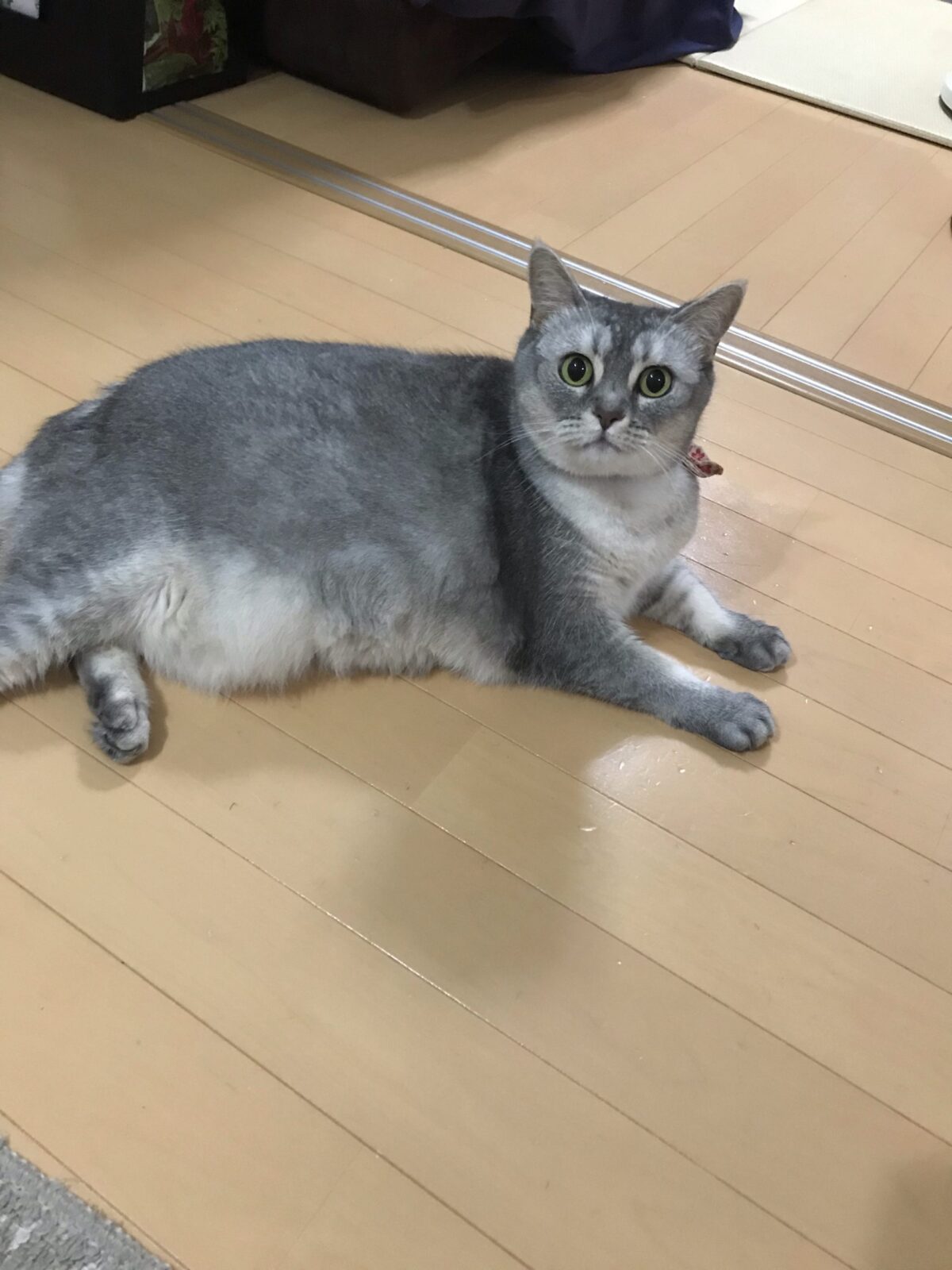 横浜市 鶴見区 猫のももちゃんペットシッター