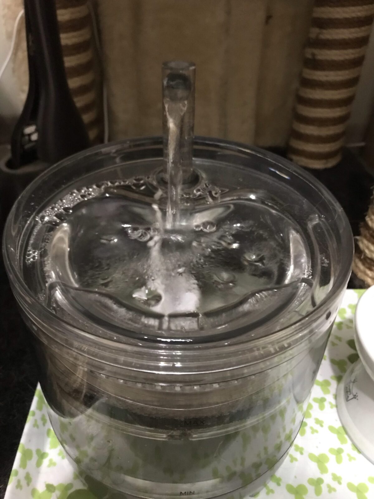 ペットシッター 鶴見区 猫のももちゃんのお宅