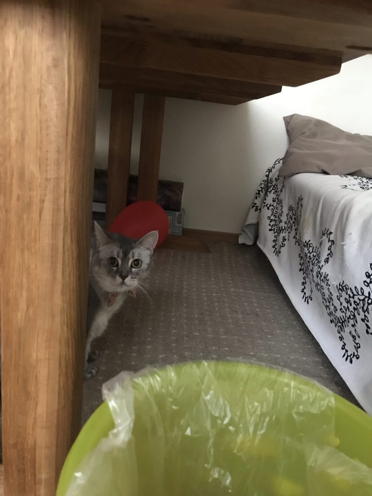 鶴見区 猫のももちゃん