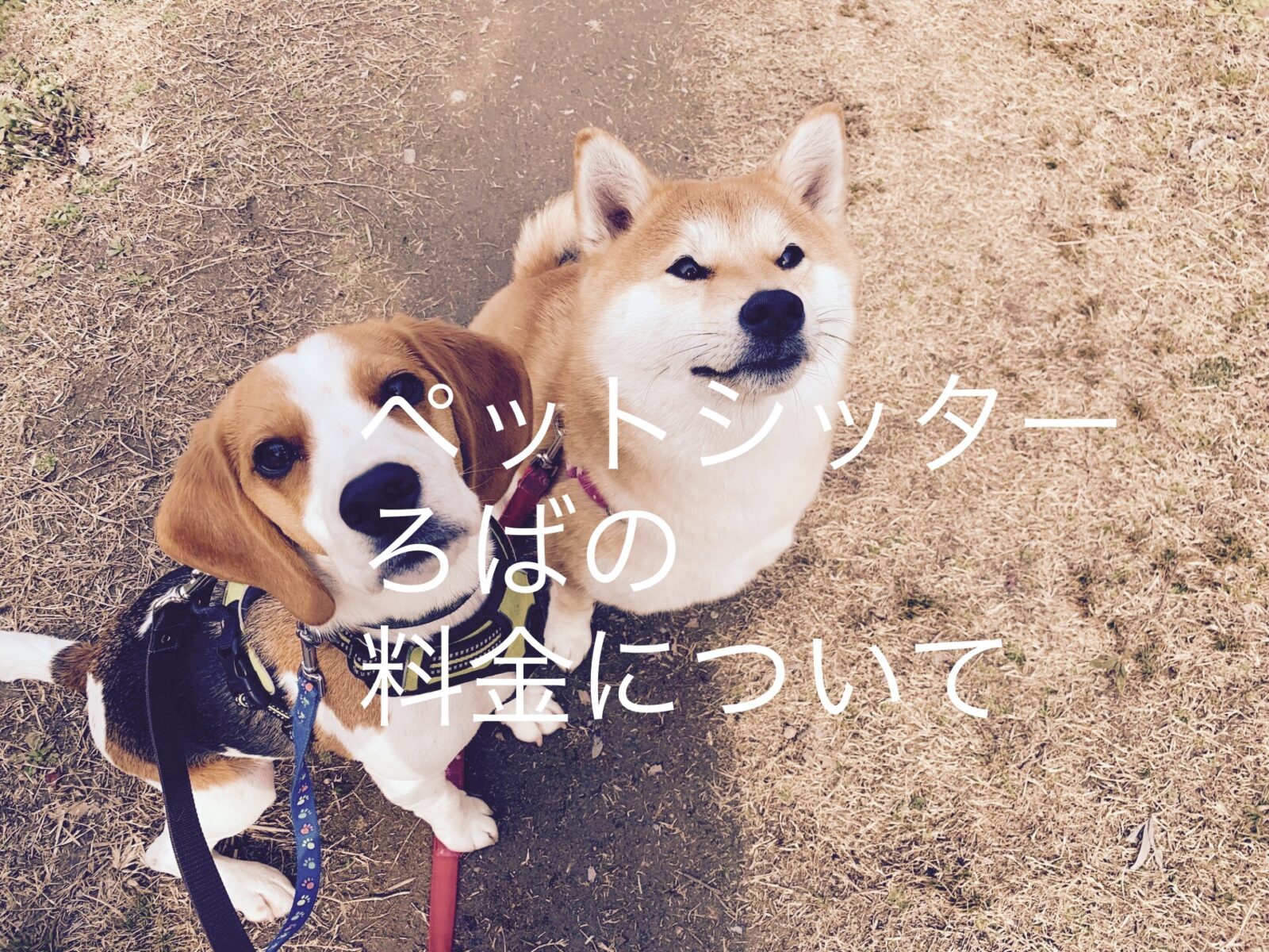 ペットシッターろばの料金について