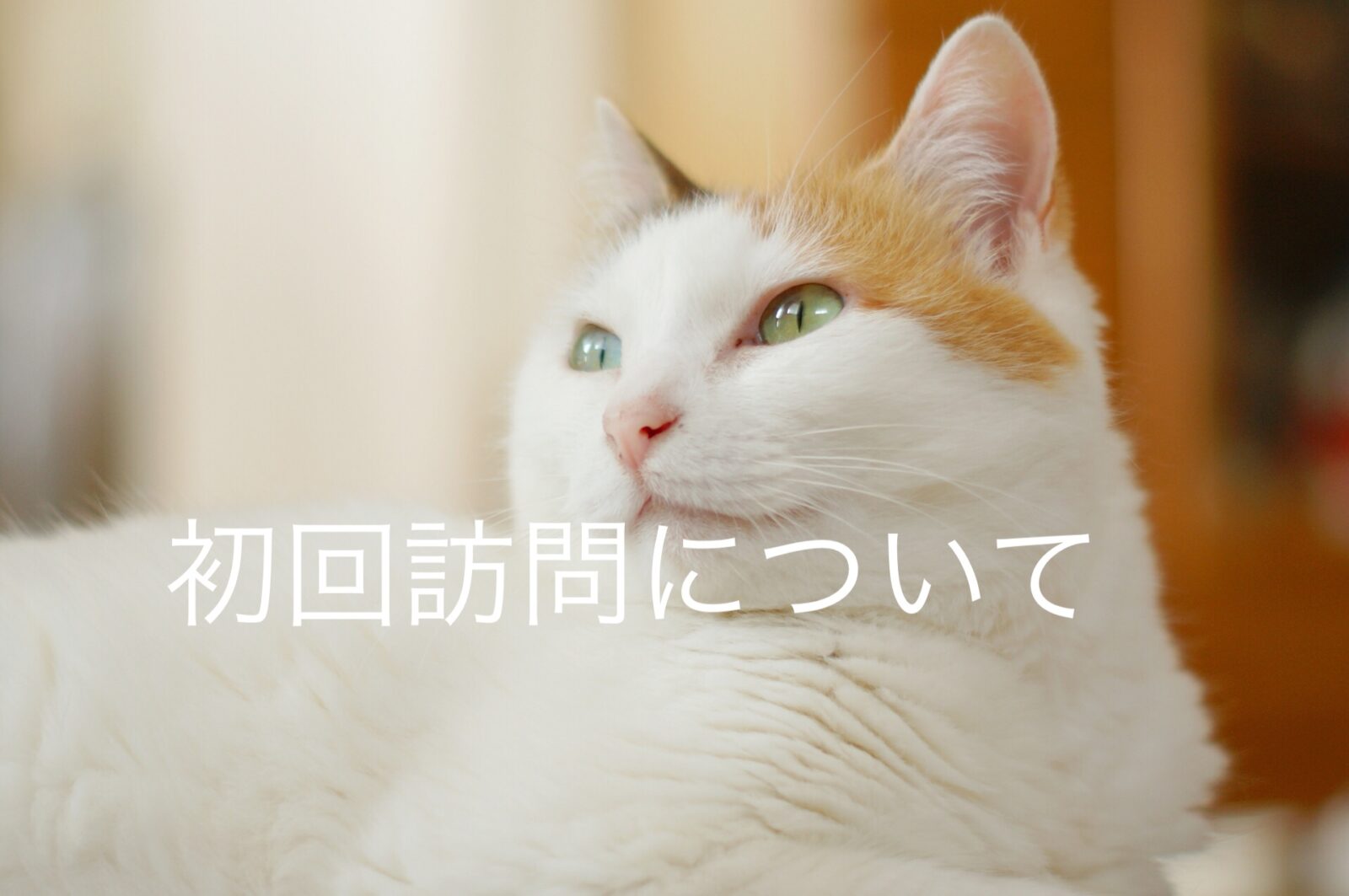 ペットシッターろば 初回訪問について