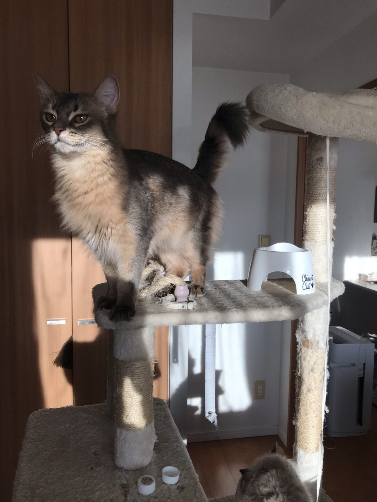 都筑ふれあいの丘の猫ちゃんのお世話