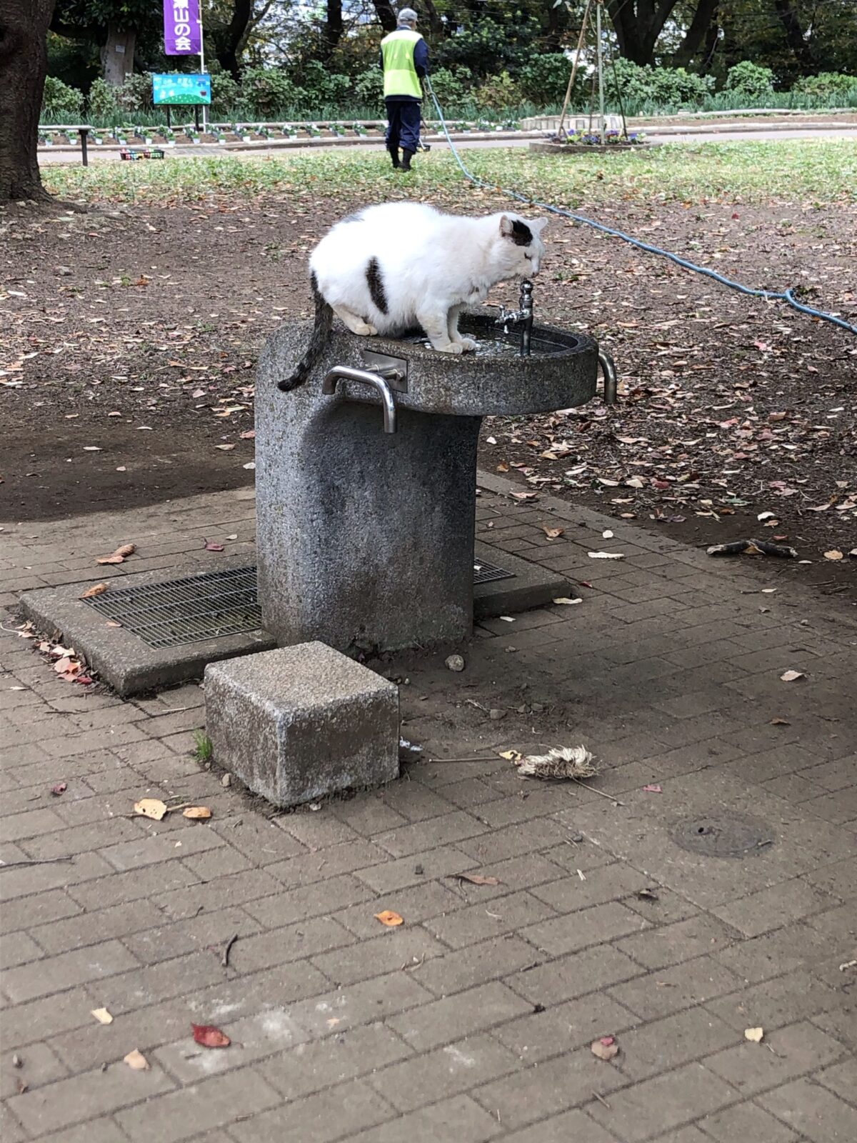 川崎夢見ヶ崎動物公園 地域猫ちゃん