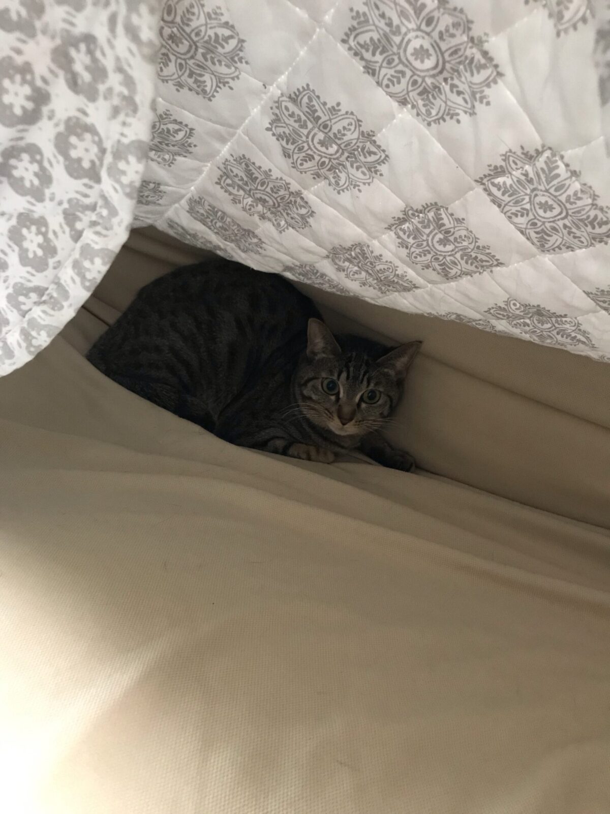 綱島の猫ちゃんのお世話 ひめちゃん