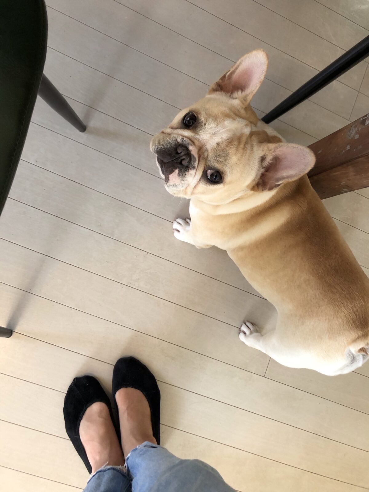 青葉区フレンチブルのちゃまちゃんのペットシッター