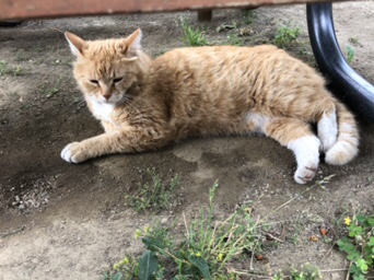 港南の地域猫さん達