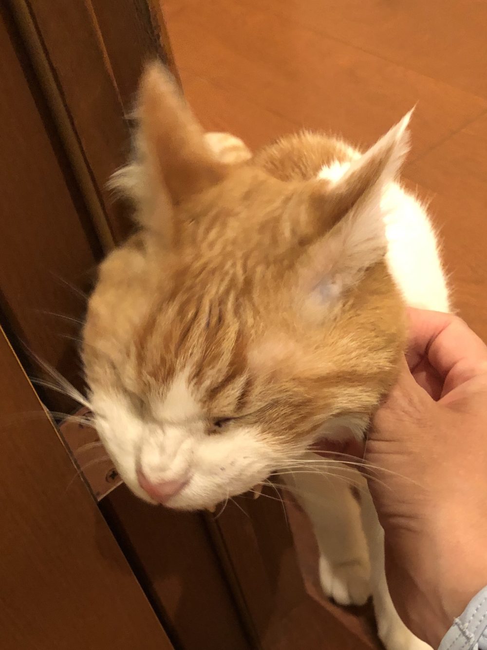 白茶の優しいおさむ君🐈