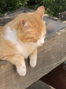 今日の地域猫さん達🐱