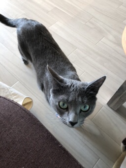 港南  ロシアンブルーのこまちゃん😻  初回訪問