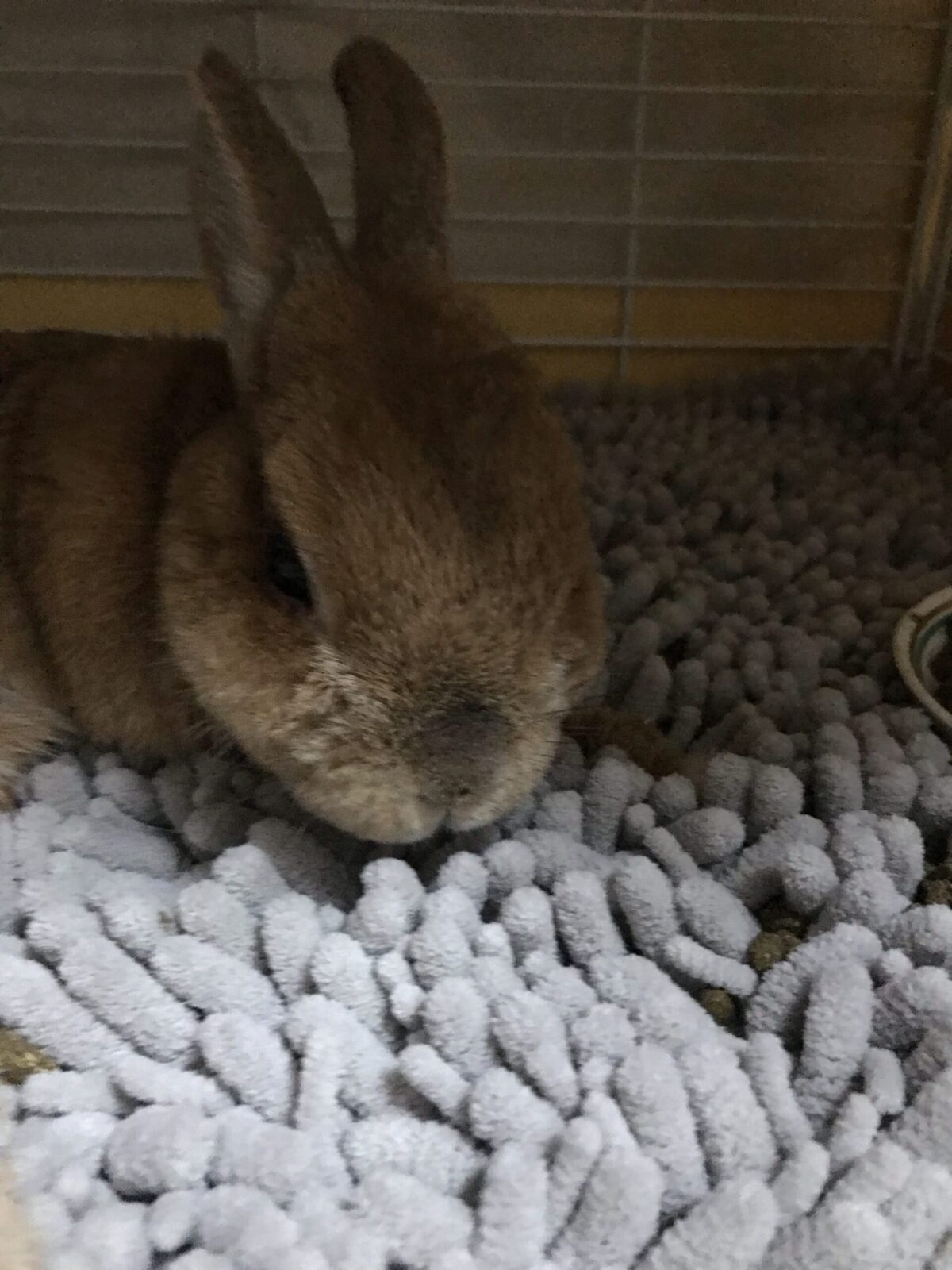 港北区 のうさぎのマロンくん