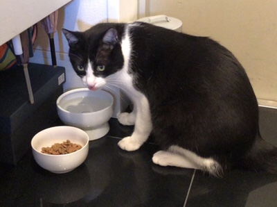 港南  ハチワレのチャック君 😺初回訪問