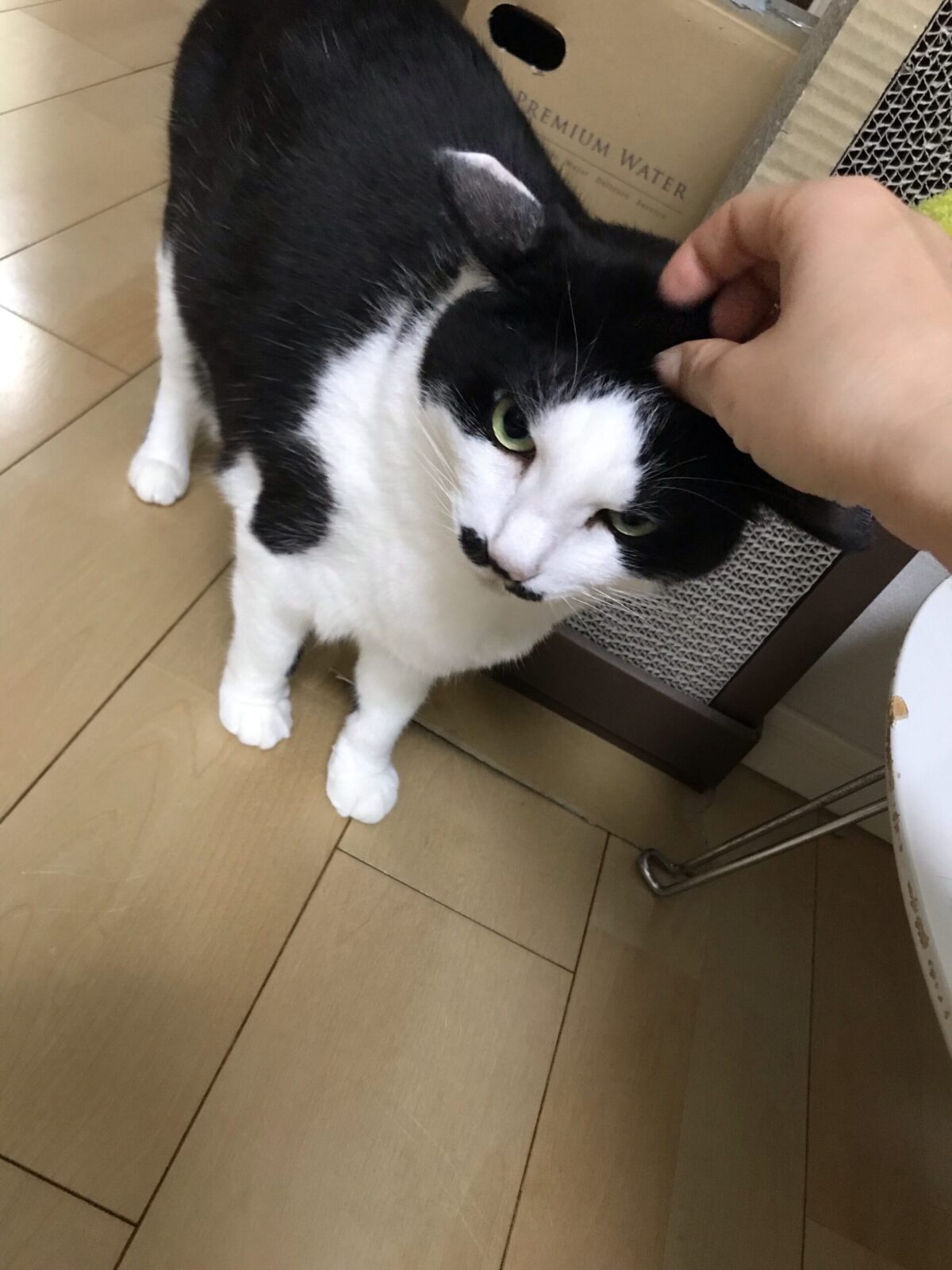 綱島のキャットシッター