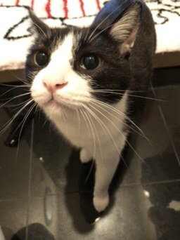 港南   ハチワレのチャック君  お世話の様子