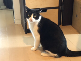 港南  ハチワレチャック君  お客様の声