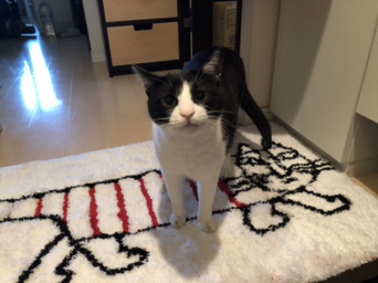 港南  ハチワレのチャック君  お世話の様子Part2