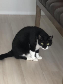 芝浦  バイカラーのきくらげちゃん  初回訪問