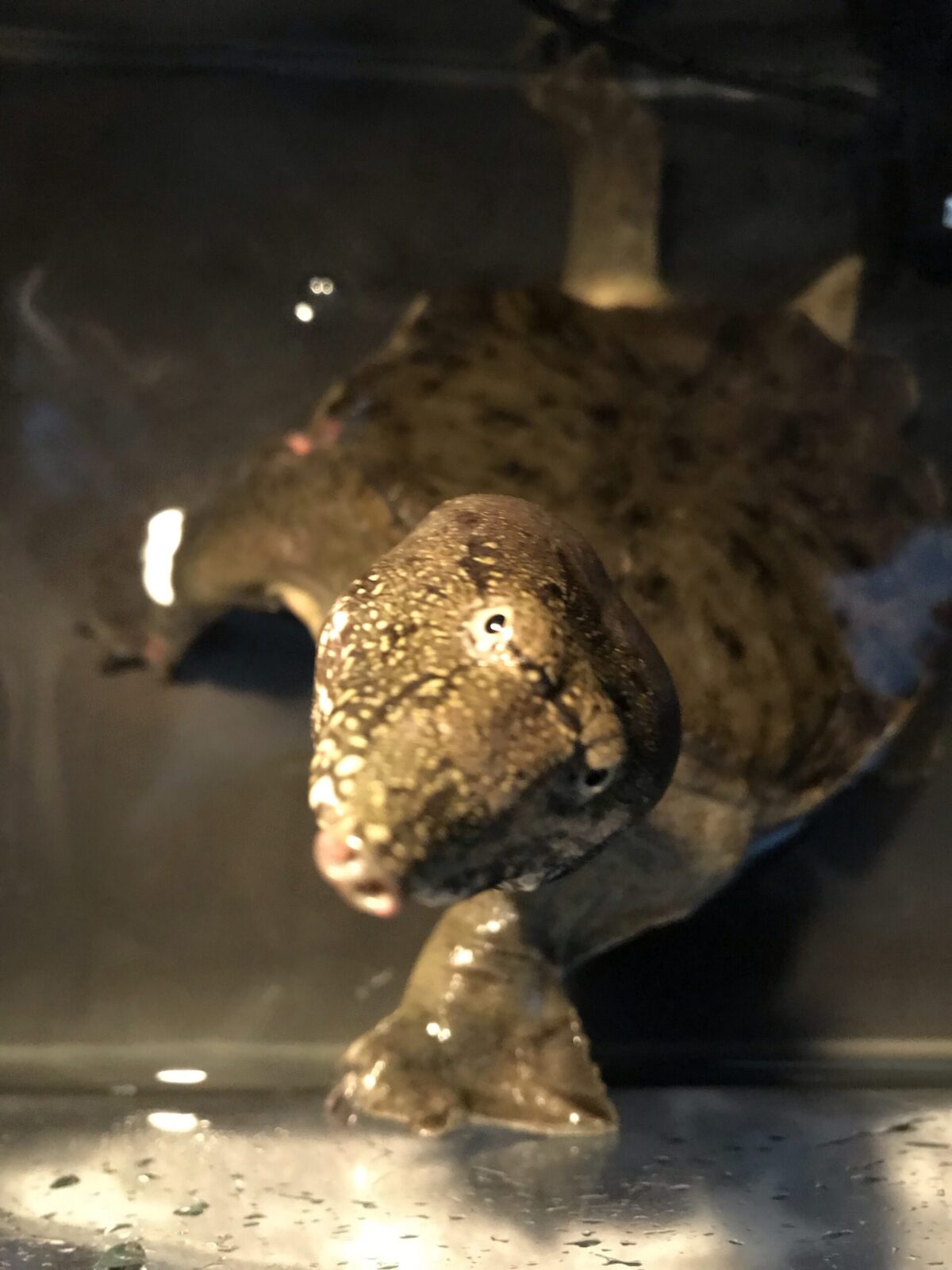 綱島 スッポン ペットシッター