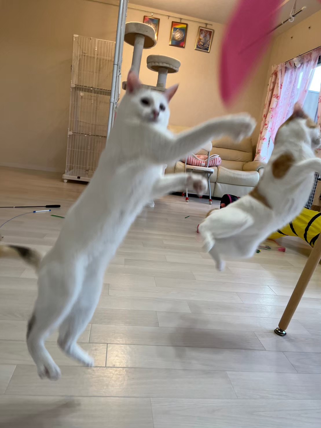 川崎ペットシッター