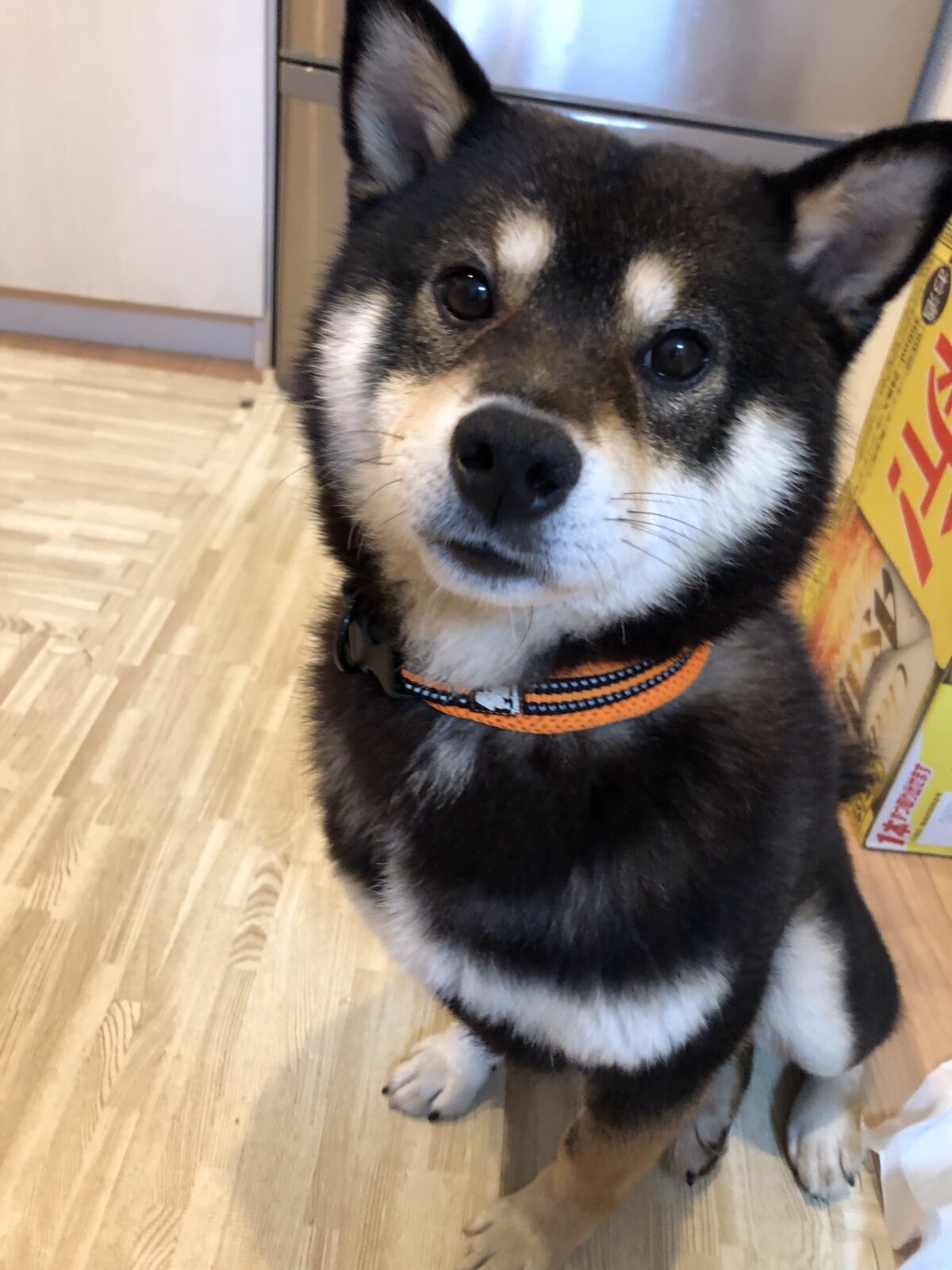 家族が増えました