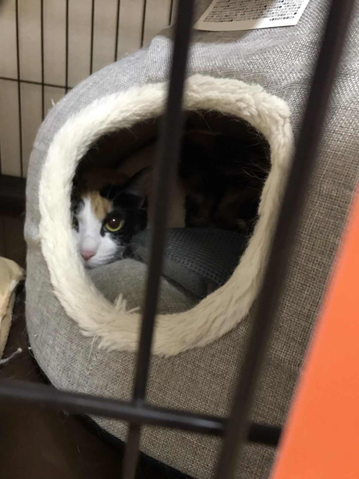 緑区 キャットシッター