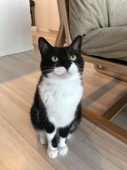 芝浦  バイカラーきくらげちゃん  お客様の声