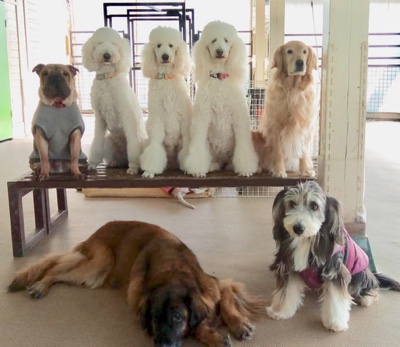 ペットシッター 福岡 太宰府 写真