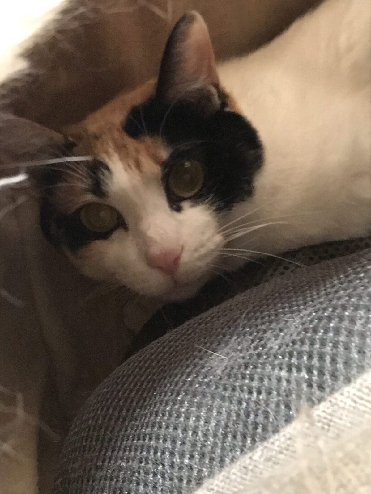 京都市 南区 クロネコちゃん