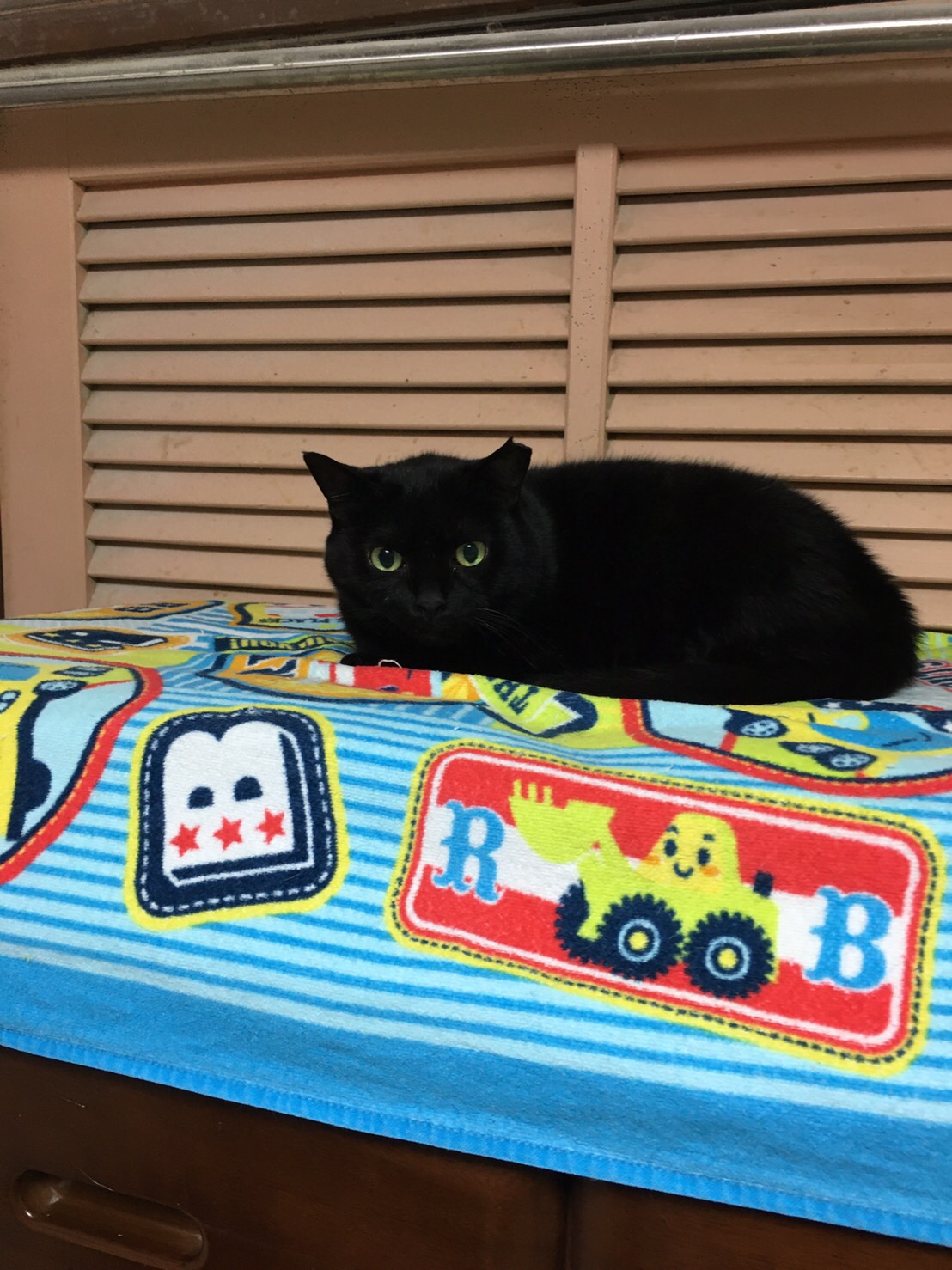 鶴見区　黒猫ちゃん　ペットシッター