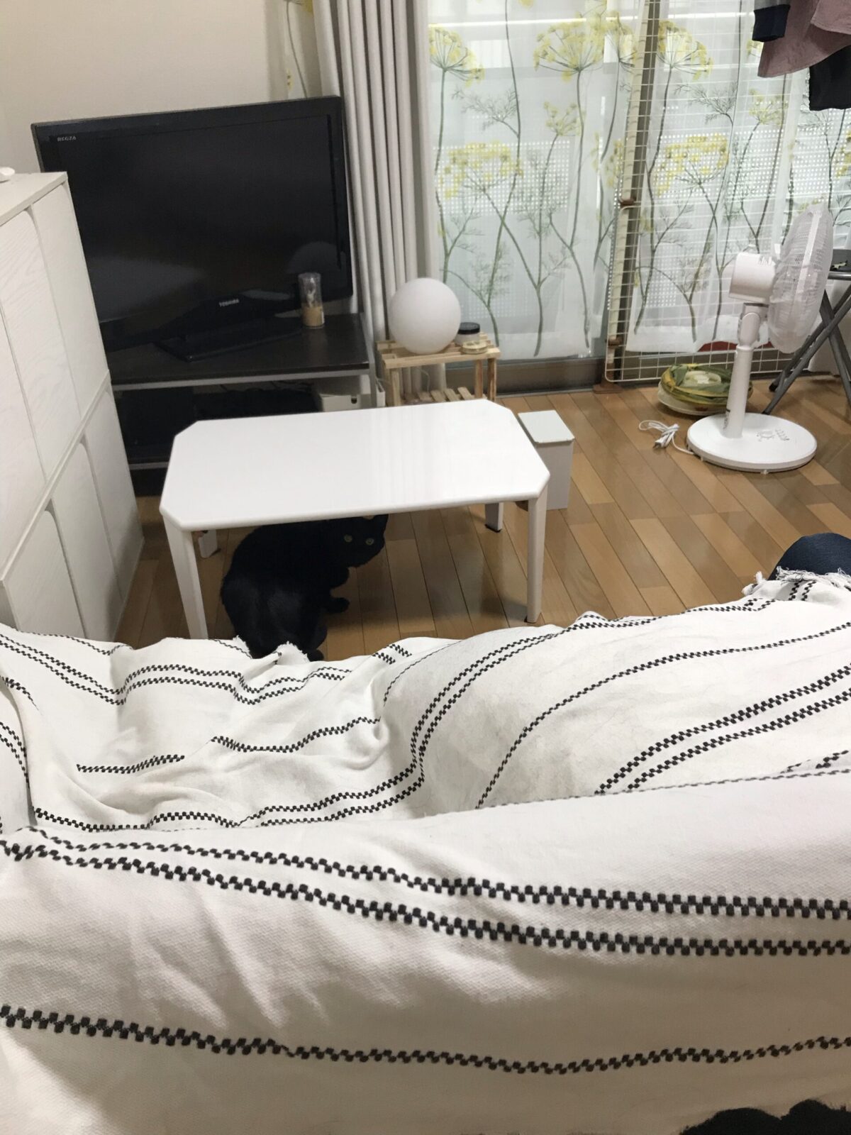 鶴見区黒猫ちゃん キャットシッター