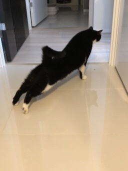 芝浦  バイカラーきくらげちゃん  のんびりお留守番の様子