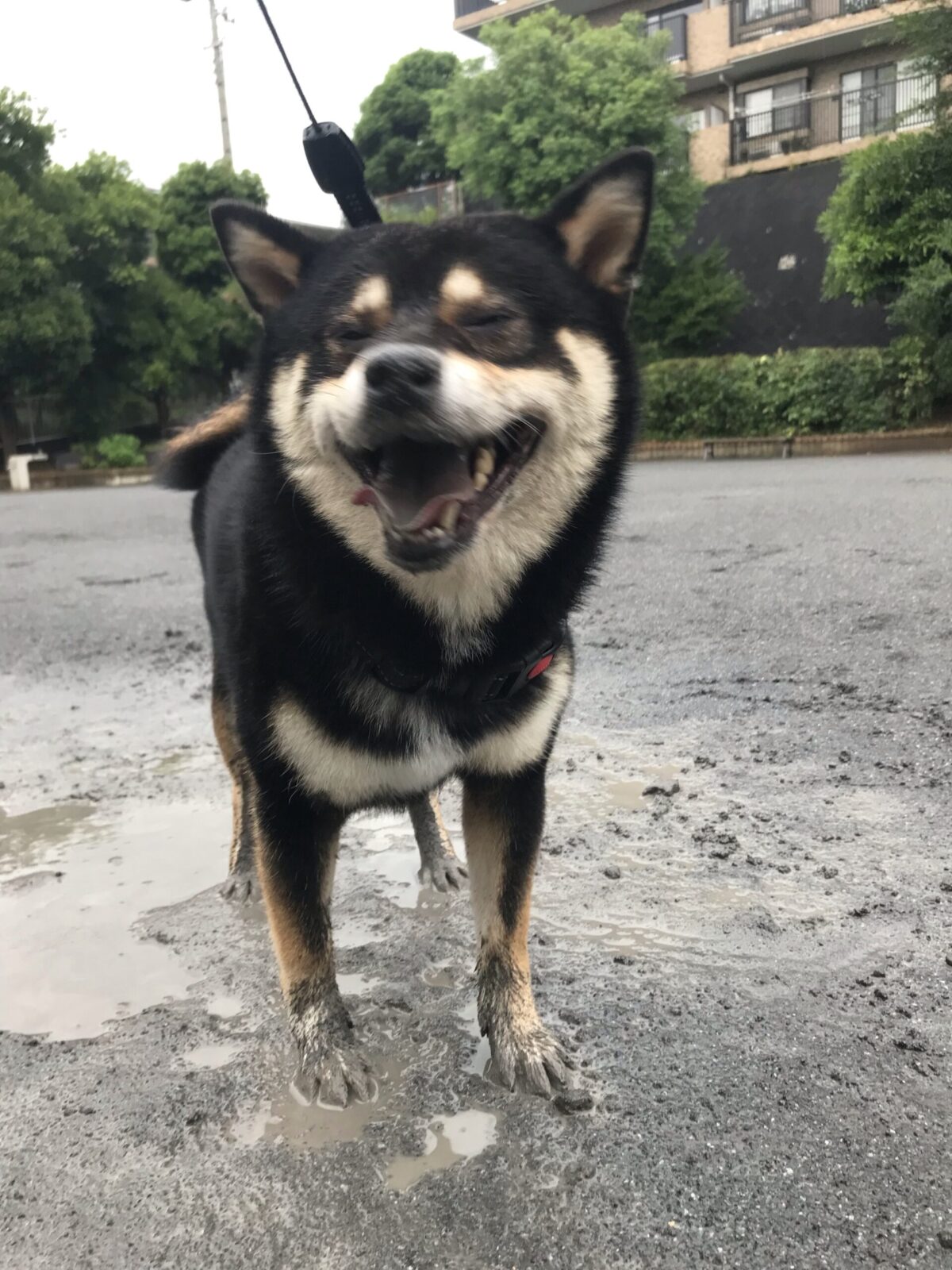 うちの柴犬初めての泥遊びデビュー
