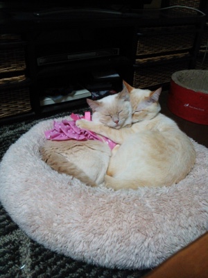 ペットシッター 福岡 応援コメント