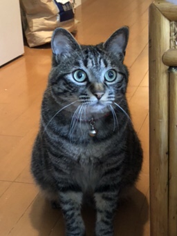 白金台  キジトラのチコ君  お世話の様子  遊びの様子❤️