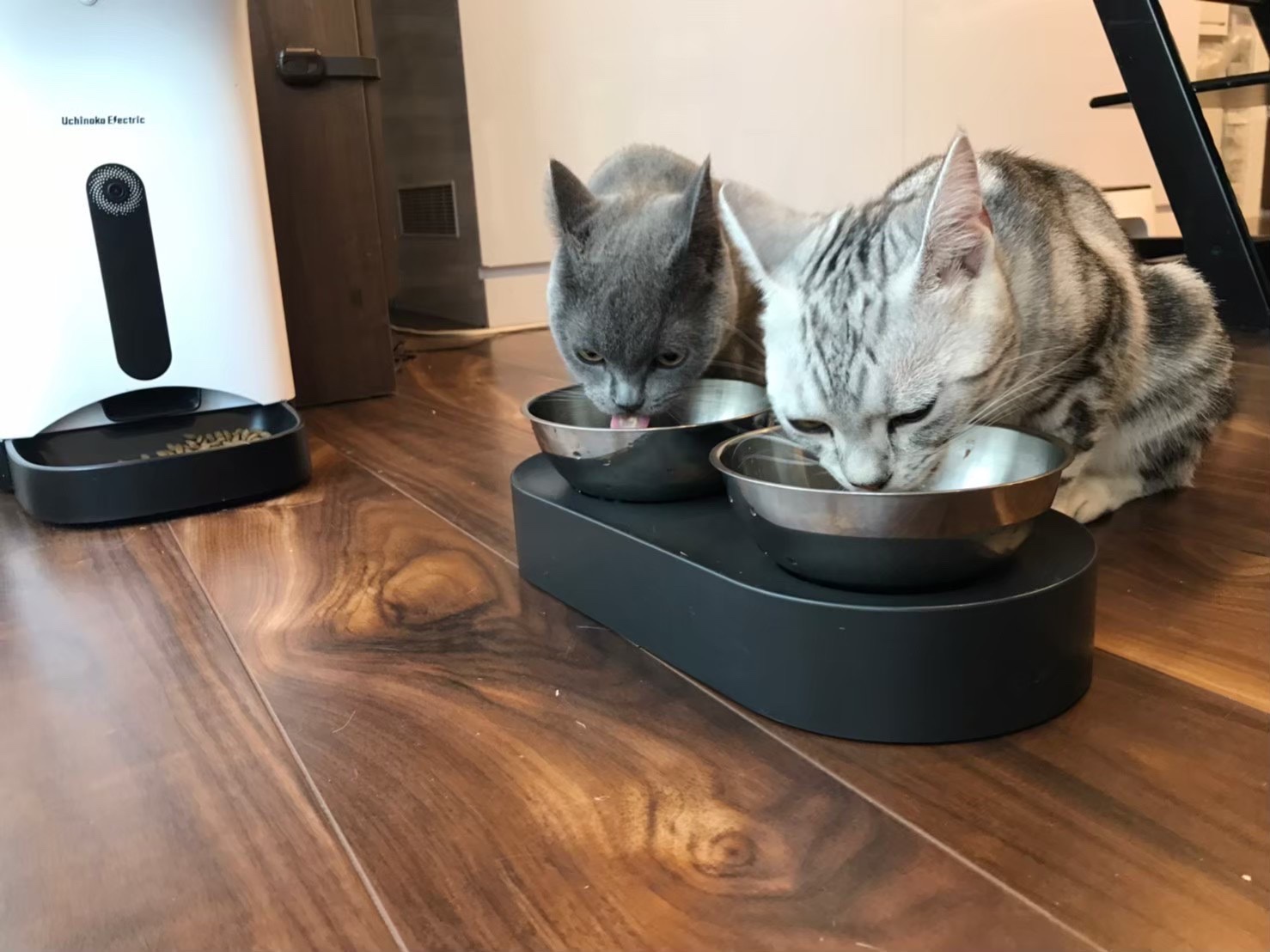 猫ちゃんのお留守番はお任せを