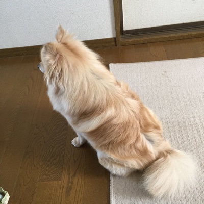 ペットシッター 福岡県朝倉市 ポメラニアン犬 モカちゃん お世話初日