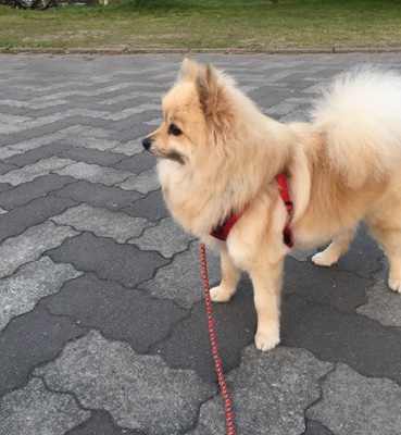 ペットシッター 福岡県朝倉市 ポメラニアン犬 モカちゃん お世話２日目