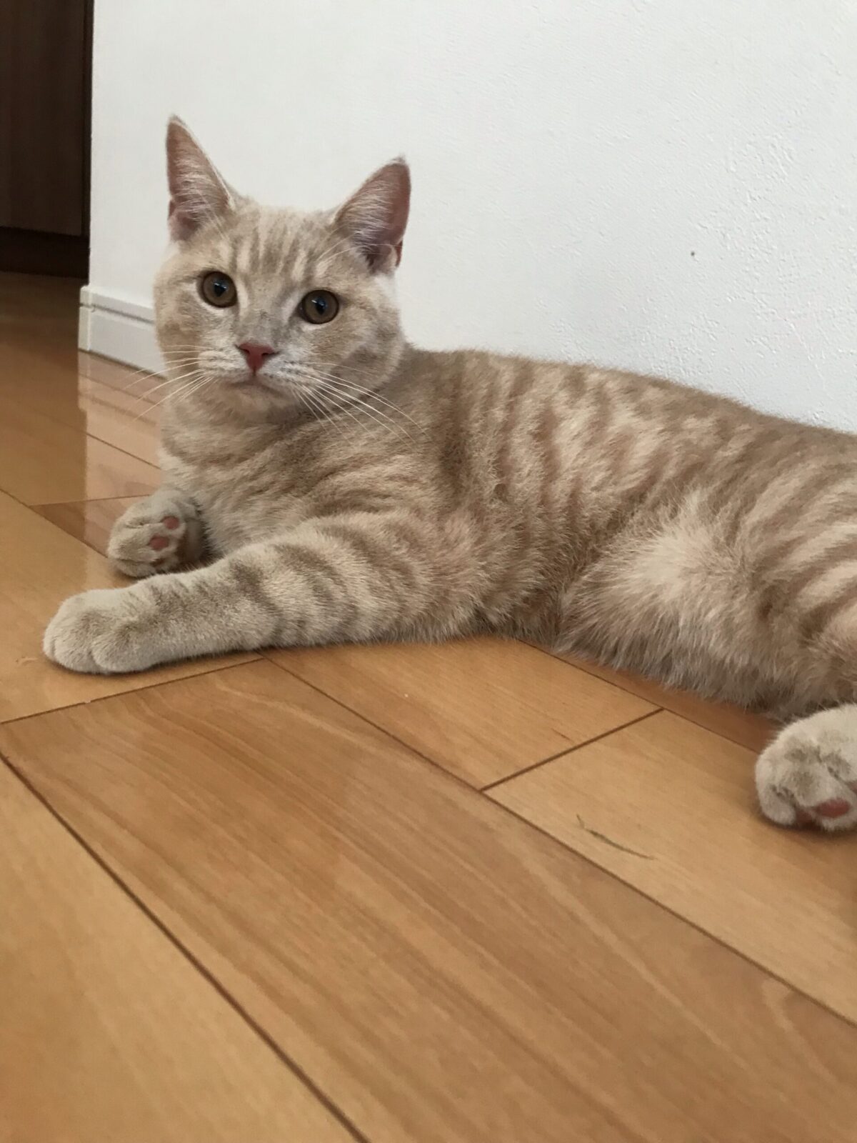 金沢区　ブリティッシュショートヘアー　こまちゃんのキャットシッター