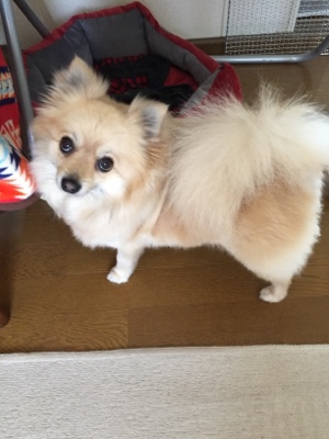 ペットシッター 福岡県朝倉市 ポメラニアン犬 モカちゃん お世話 ３日目