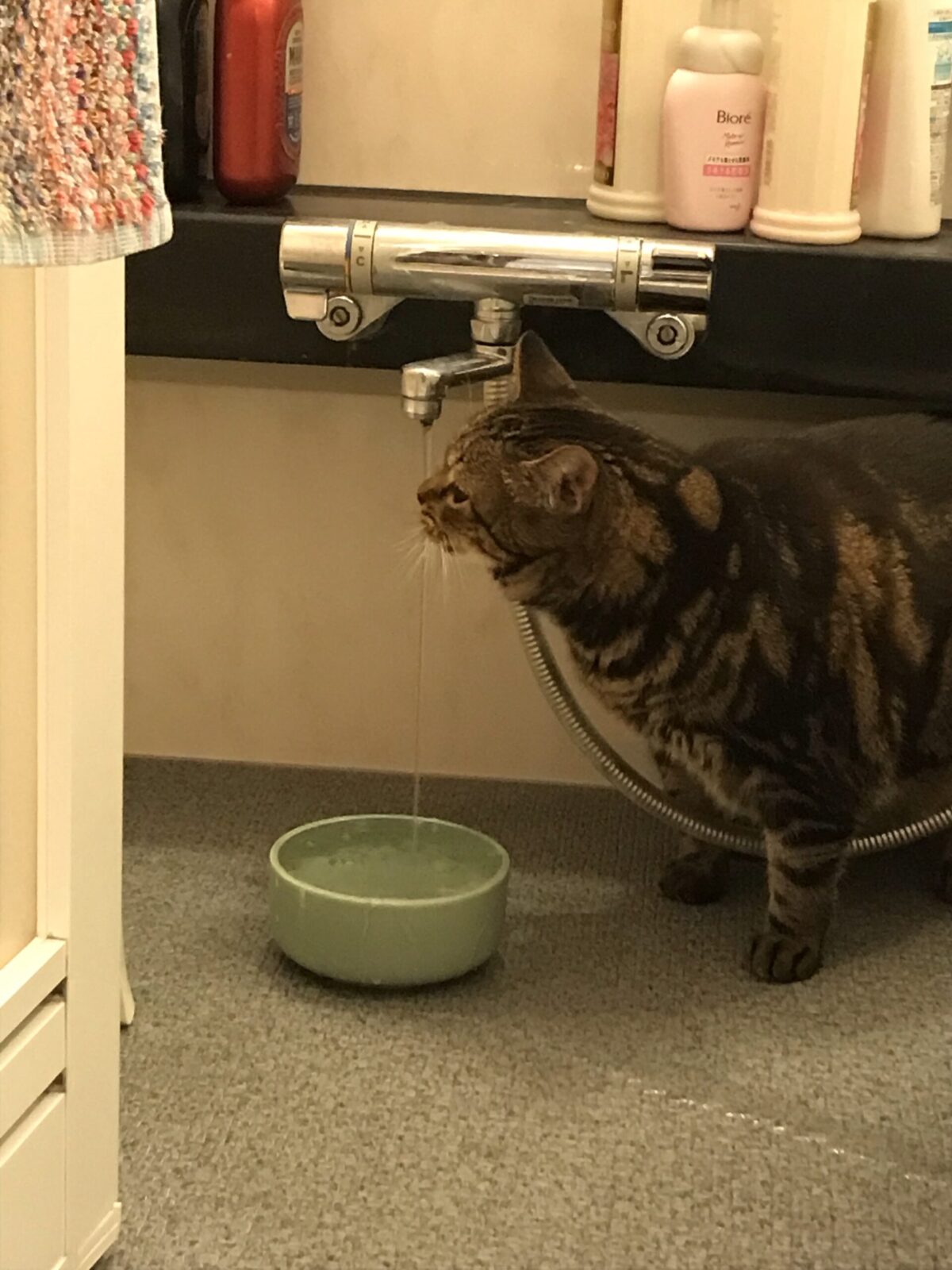 鶴見区キャットシッター　アメリカンショートヘアーのちゃこさん