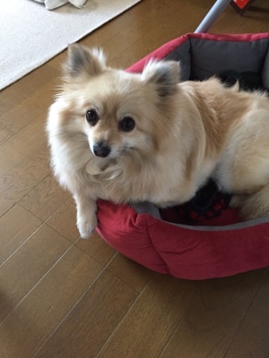 ペットシッター 福岡県朝倉市 ポメラニアン犬 モカちゃん お世話 最終日