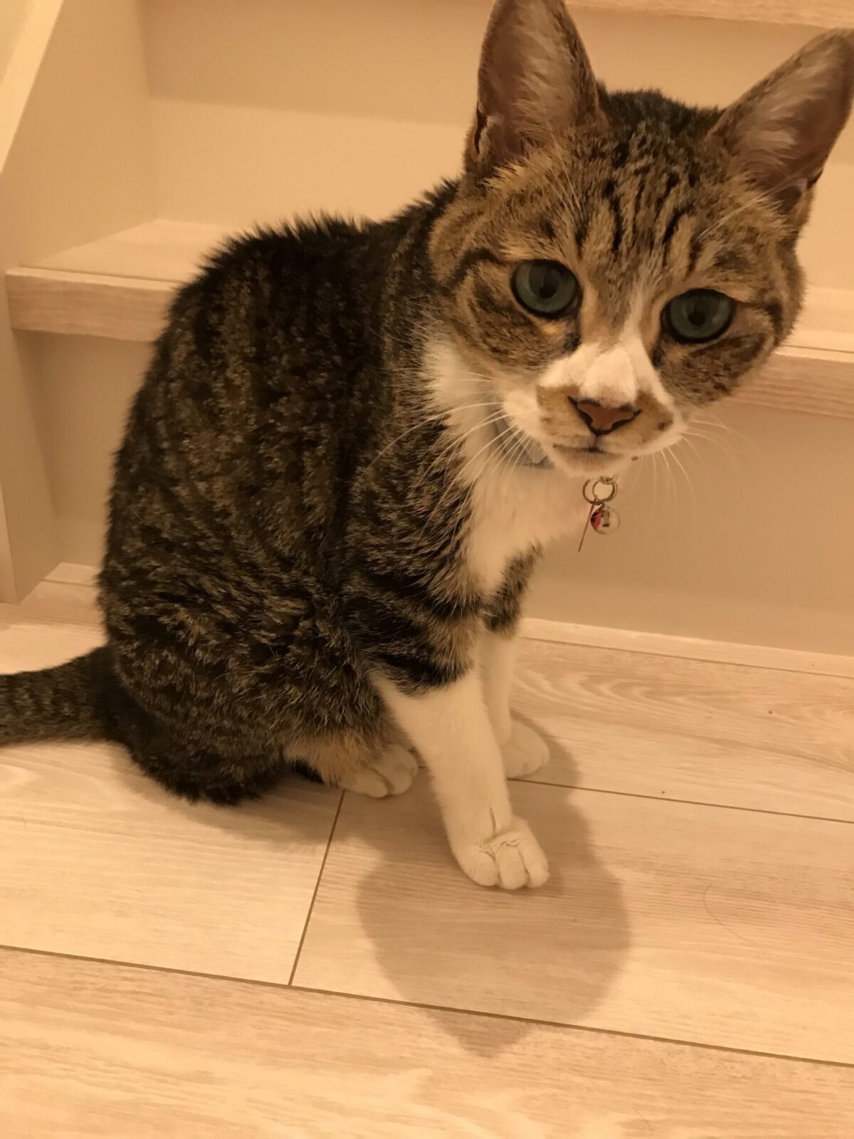 港北区　キャットシッター　お世話はおまかせください