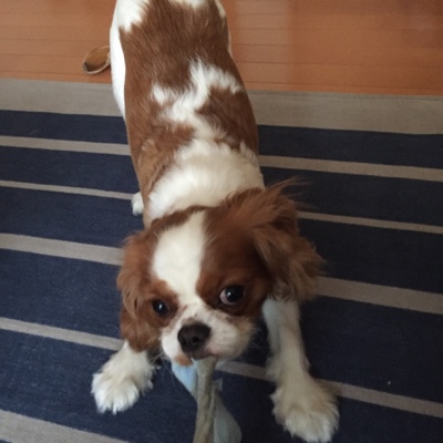 ペットシッター 春日市 キャバリア犬 こはくくんのお世話