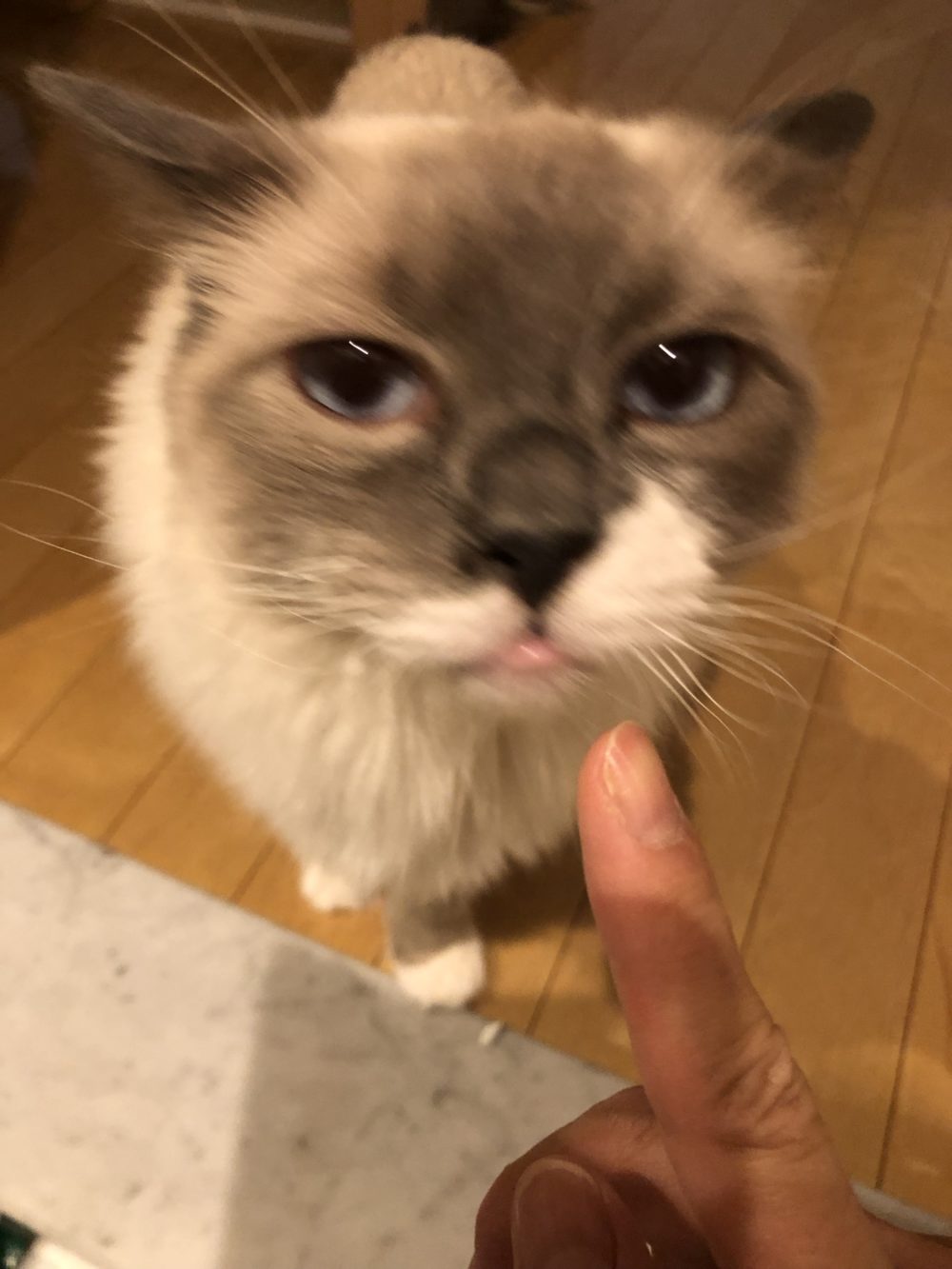 ラグドールのアル君👑ブリティッシュショートヘアのくるみちゃん💖のお世話の様子