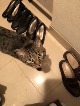 白金台  キジトラのチコ君  お世話の様子