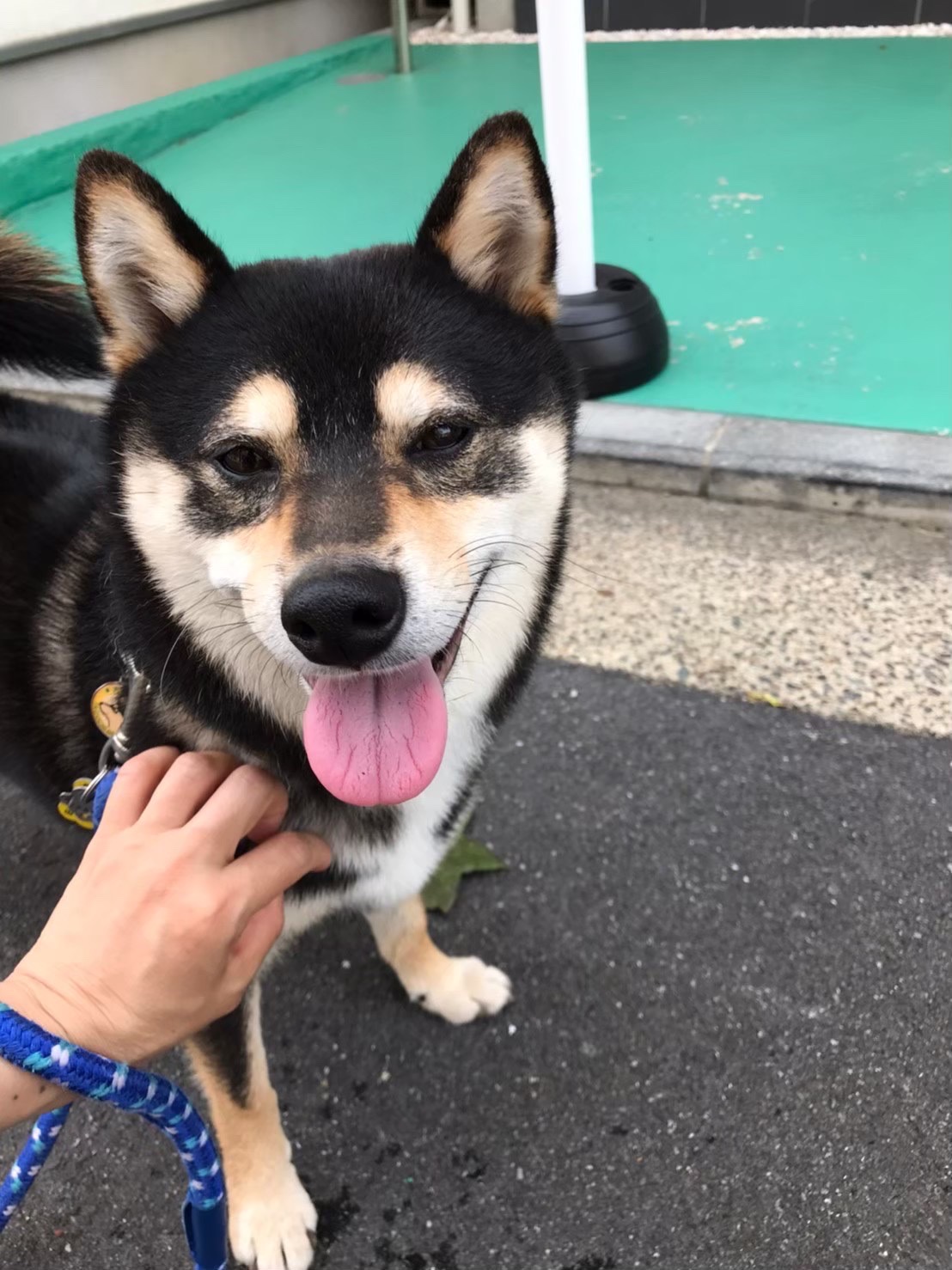 柴犬さん　お散歩代行　鶴見区