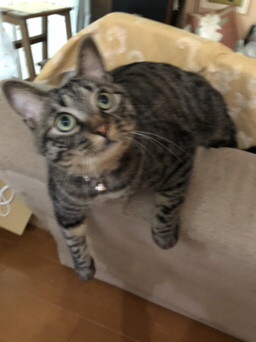 白金台 キジトラのチコ君  お客様の声