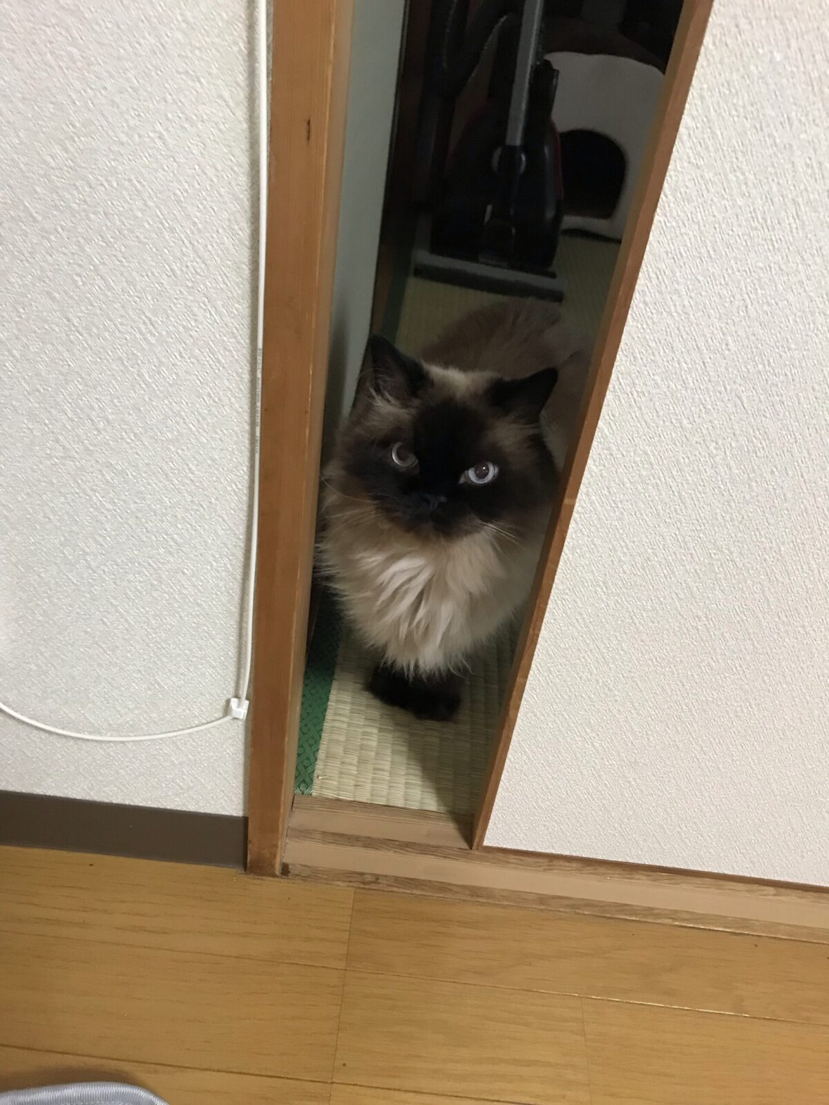 チンチラ　さんのお世話　南加瀬